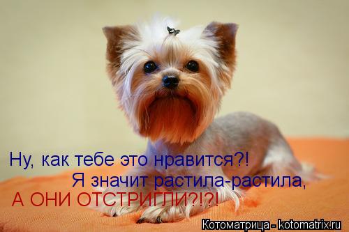Ну, как тебе это нравится?! Я значит растила-растила, А ОНИ ОТСТРИГЛИ?!?!... Котоматрица: Ну, как тебе это нравится?! Я значит растила-растила, А ОНИ ОТСТРИГЛИ?!?!