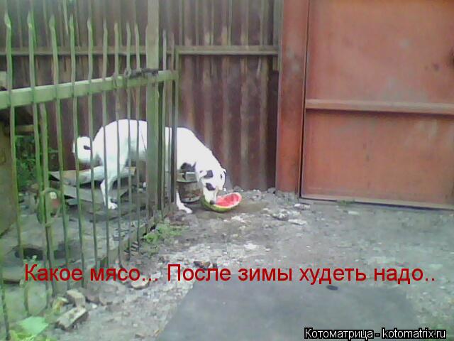 Какое мясо... После зимы худеть надо..... Котоматрица: Какое мясо... После зимы худеть надо..