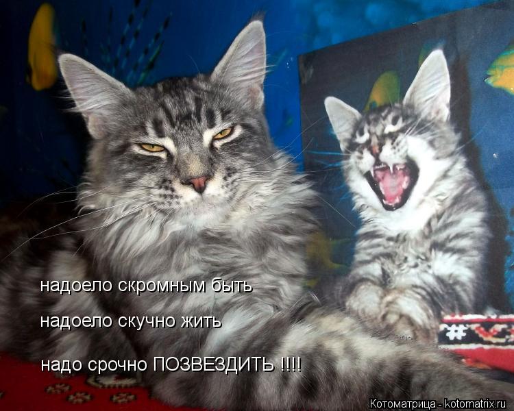 Котоматрица: надоело скромным быть надоело скучно жить надо срочно ПОЗВЕЗДИТЬ !!!!
