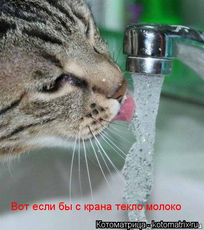 Вот если бы с крана текло молоко... Котоматрица: Вот если бы с крана текло молоко