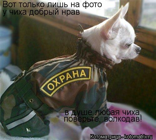 Вот только лишь на фото у чиха добрый нрав в душе любая чиха, поверьте, волкодав!... Котоматрица: Вот только лишь на фото у чиха добрый нрав в душе любая чиха, поверьте, волкодав!