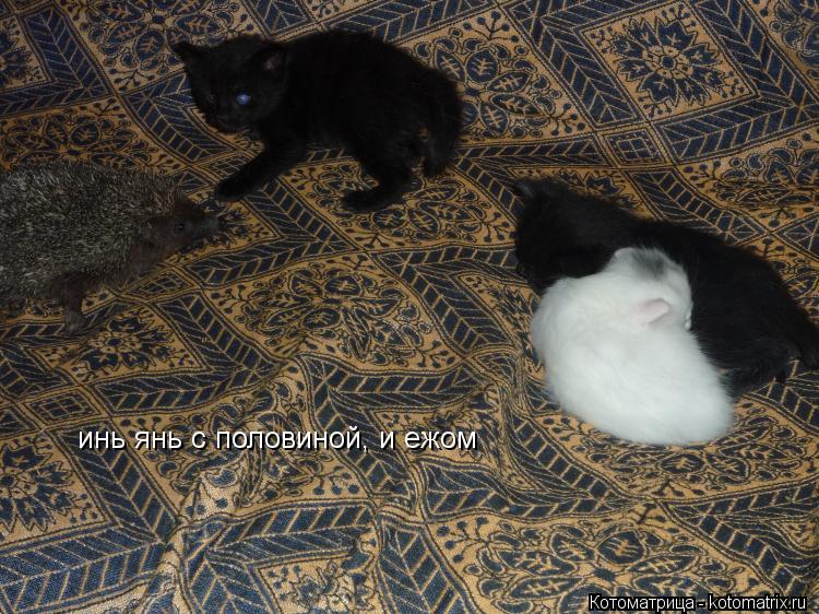 инь янь с половиной, и ежом... Котоматрица: инь янь с половиной, и ежом