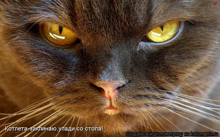 Котлета-заклинаю,упади со стола!... Котоматрица: Котлета-заклинаю,упади со стола!