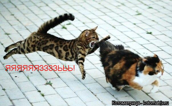 ЯЯЯЯЯЯЗЗЗЗЬЬЬ!... Котоматрица: ЯЯЯЯЯЯЗЗЗЗЬЬЬ!