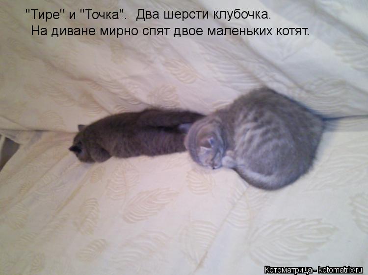 "Тире" и "Точка". Два шерсти клубочка. На диване мирно спят двое маленьких котят.... Котоматрица: "Тире" и "Точка". Два шерсти клубочка. На диване мирно спят двое маленьких котят.