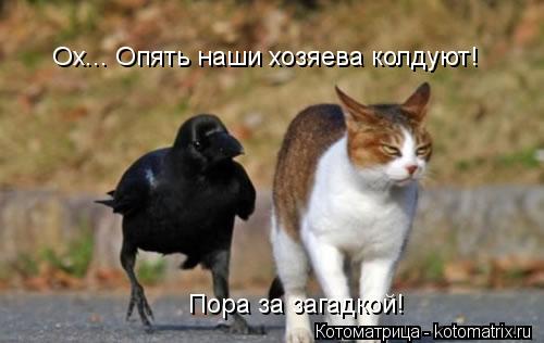 Ох... Опять наши хозяева колдуют! Пора за загадкой!... Котоматрица: Ох... Опять наши хозяева колдуют! Пора за загадкой!