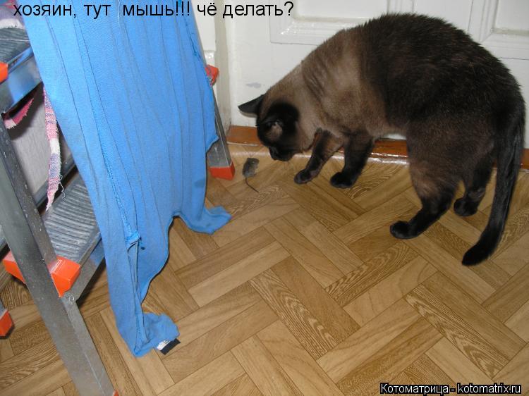 Котоматрица: хозяин, тут  мышь!!! чё делать?