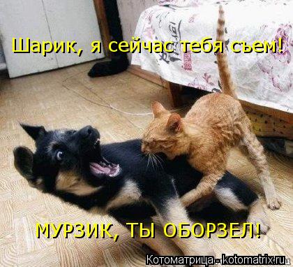 Котоматрица: Шарик, я сейчас тебя съем! МУР МУРЗИК, ТЫ ОБОРЗЕЛ!