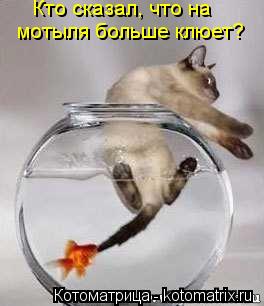 Кто сказал, что на мотыля больше клюет? Кто сказал, что на мотыля больше клюет?... Котоматрица: Кто сказал, что на мотыля больше клюет? Кто сказал, что на мотыля больше клюет?