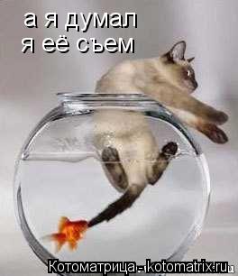 а я думал я её съем... Котоматрица: а я думал я её съем