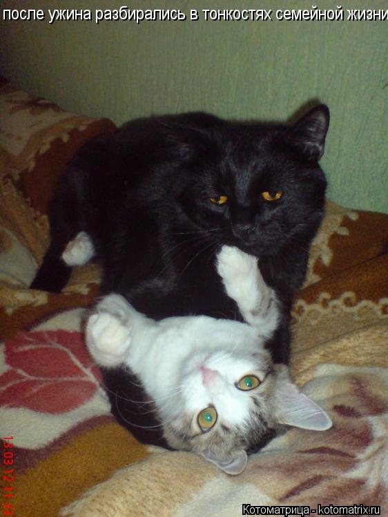 Котоматрица: после ужина разбирались в тонкостях семейной жизни)))
