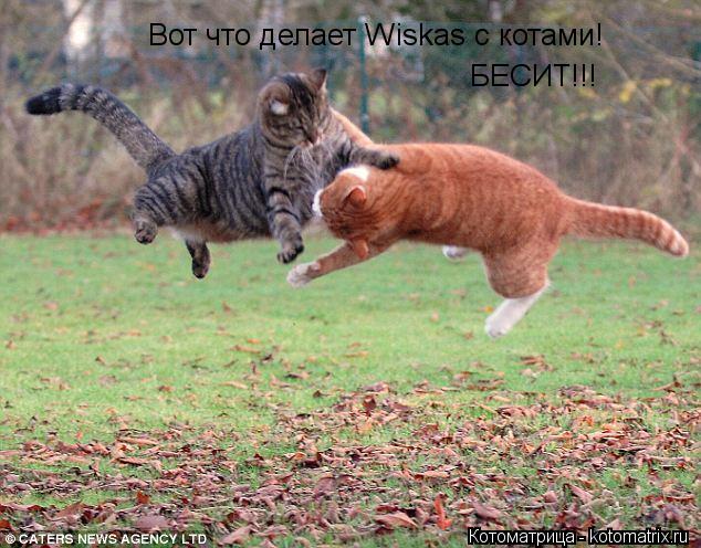 Котоматрица: Вот что делает Wiskas c котами! БЕСИТ!!!