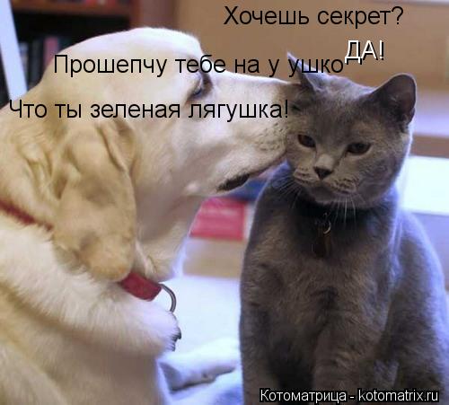 Хочешь секрет? ДА! Прошепчу тебе на у ушко Что ты зеленая лягушка!... Котоматрица: Хочешь секрет? ДА! Прошепчу тебе на у ушко Что ты зеленая лягушка!