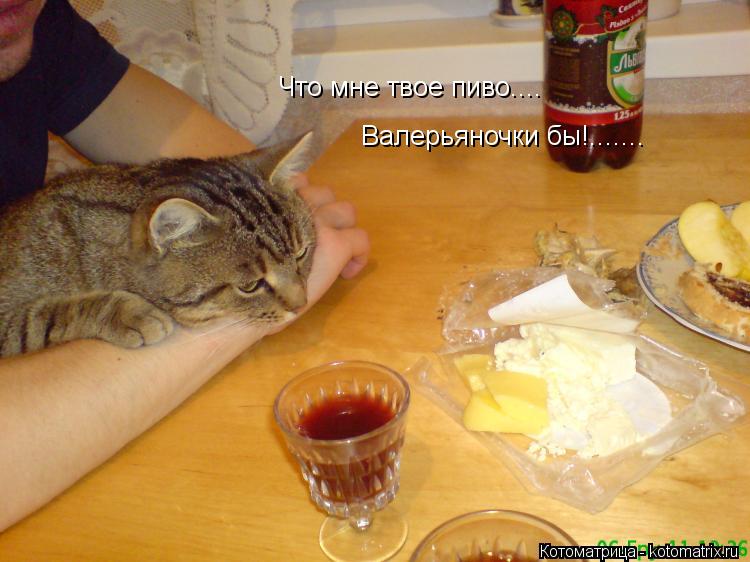 Котоматрица: Что мне твое пиво.... Валерьяночки бы!.......