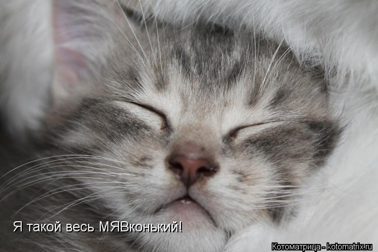 Котоматрица: Я такой весь МЯВконький!