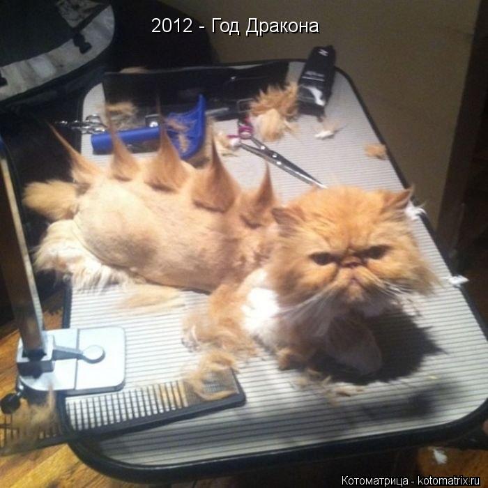 2012 - Год Дракона... Котоматрица: 2012 - Год Дракона
