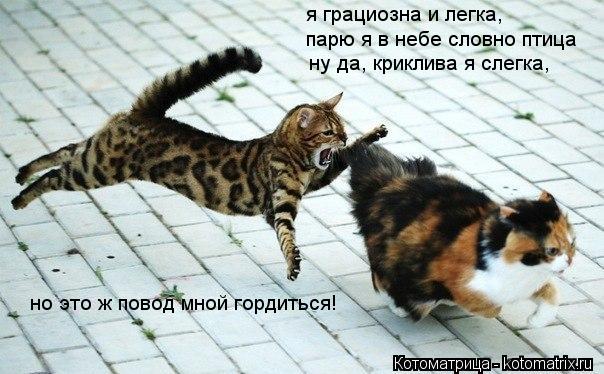 я грациозна и легка, парю я в небе словно птица ну да, криклива я слегка, но это ж повод мной гордить... Котоматрица: я грациозна и легка, парю я в небе словно птица ну да, криклива я слегка, но это ж повод мной гордиться!