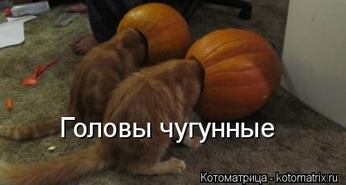 Головы чугунные... Котоматрица: Головы чугунные