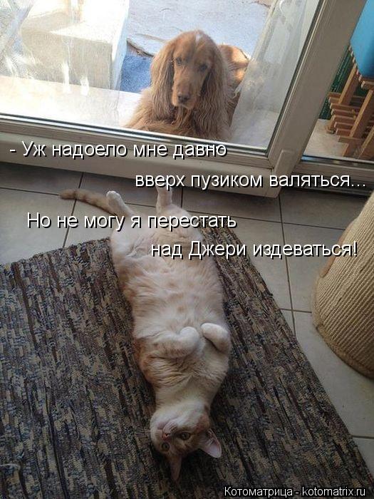 Но не могу я перестать над Джери издеваться! - Уж надоело мне давно вверх пузиком валяться...... Котоматрица: Но не могу я перестать над Джери издеваться! - Уж надоело мне давно вверх пузиком валяться...