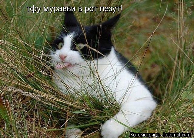 тфу муравьи в рот лезут!... Котоматрица: тфу муравьи в рот лезут!