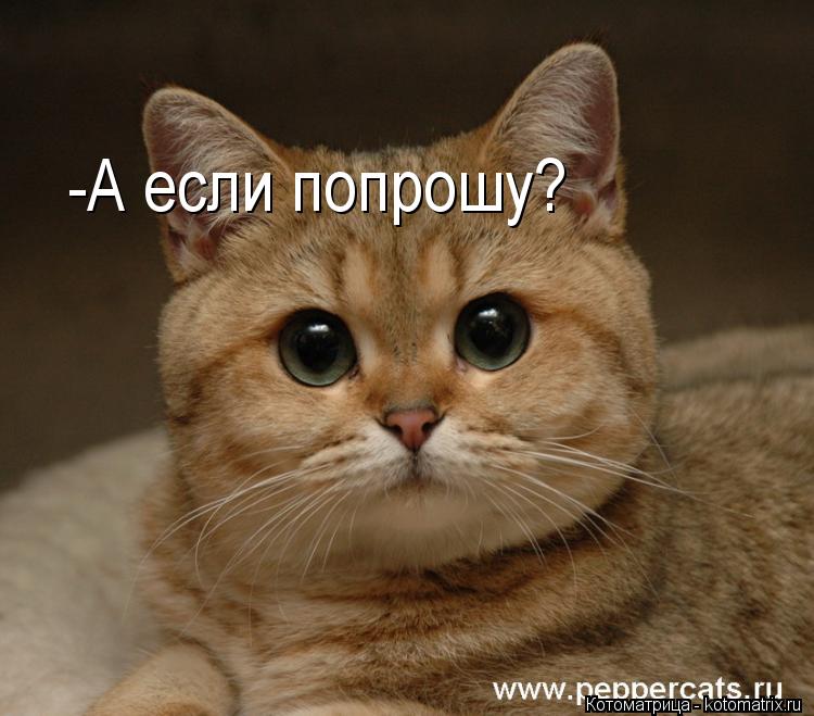 -А если попрошу?... Котоматрица: -А если попрошу?