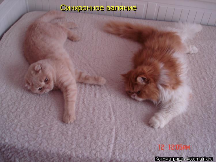 Синхронное валяние... Котоматрица: Синхронное валяние