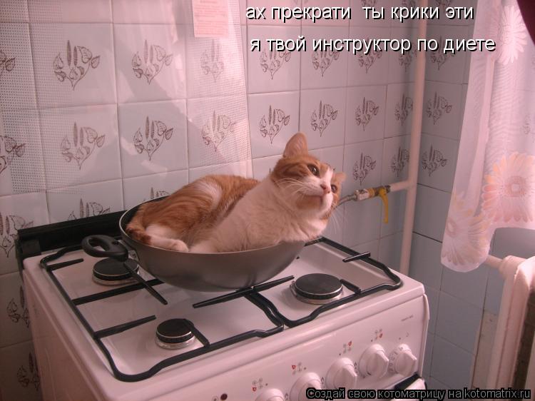 я твой инструктор по диете ах прекрати ты крики эти... Котоматрица: я твой инструктор по диете ах прекрати ты крики эти