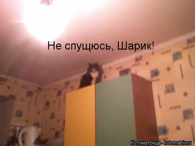Не спущюсь, Шарик!... Котоматрица: Не спущюсь, Шарик!