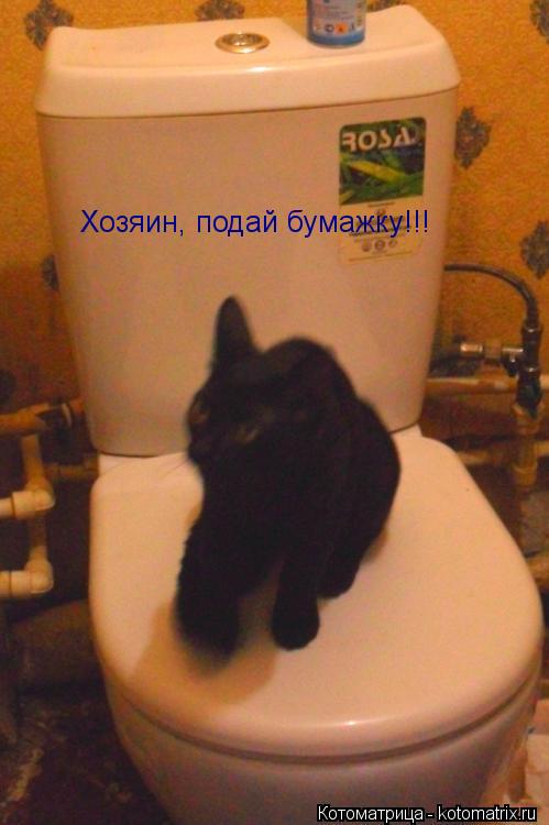 Котоматрица: Хозяин, подай бумажку!!!