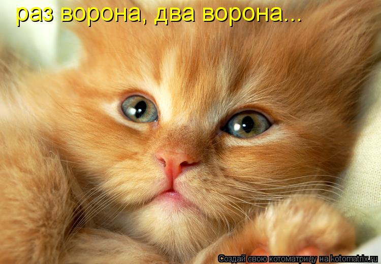 раз ворона, два ворона...... Котоматрица: раз ворона, два ворона...
