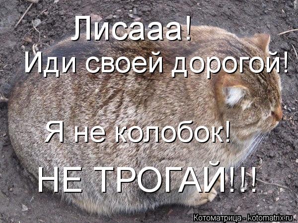 Лисааа! Иди своей дорогой! Я не колобок! НЕ ТРОГАЙ!!!... Котоматрица: Лисааа! Иди своей дорогой! Я не колобок! НЕ ТРОГАЙ!!!