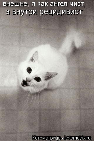 Котоматрица: а внутри рецидивист внешне, я как ангел чист,