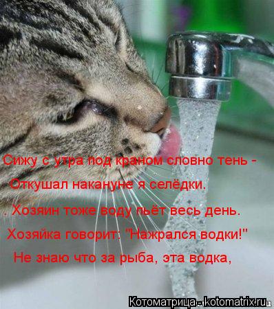 Сижу с утра под краном словно тень - Откушал накануне я селёдки. . Хозяин тоже воду пьёт весь день.... Котоматрица: Сижу с утра под краном словно тень - Откушал накануне я селёдки. . Хозяин тоже воду пьёт весь день. Хозяйка говорит: "Нажрался водки!" Не знаю