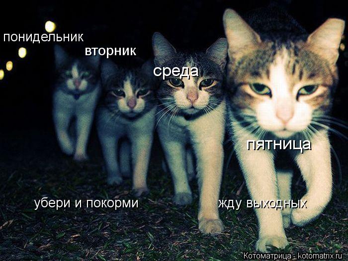 понидельник вторник среда пятница убери и покорми жду выходных... Котоматрица: понидельник вторник среда пятница убери и покорми жду выходных
