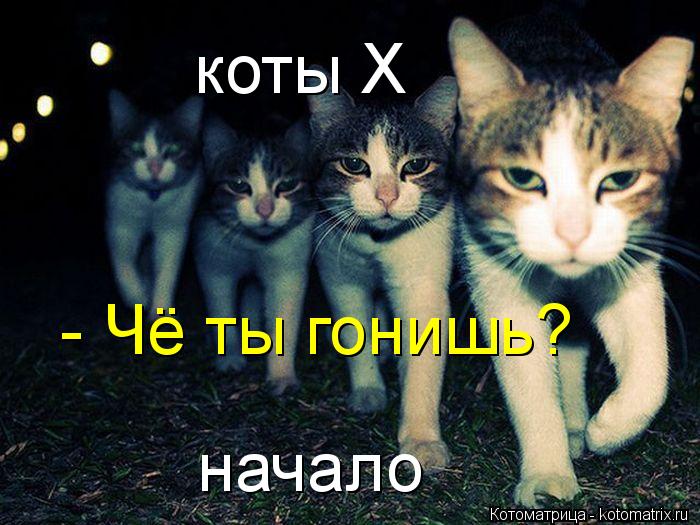 коты X начало - Чё ты гонишь?... Котоматрица: коты X начало - Чё ты гонишь?