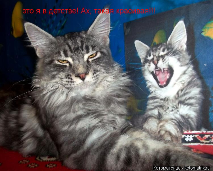 это я в детстве! Ах, такая красивая!!!... Котоматрица: это я в детстве! Ах, такая красивая!!!