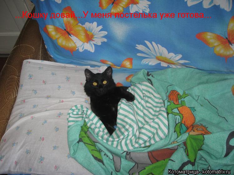 ...Кошку довай...У меня постелька уже готова...... Котоматрица: ...Кошку довай...У меня постелька уже готова...