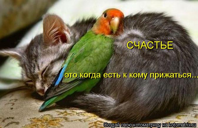 СЧАСТЬЕ СЧАСТЬЕ это когда есть к кому прижаться...... Котоматрица: СЧАСТЬЕ СЧАСТЬЕ это когда есть к кому прижаться...