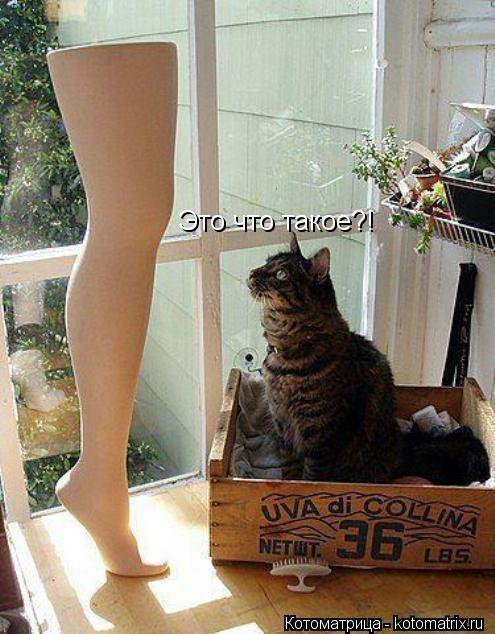 Котоматрица: Это что такое?!