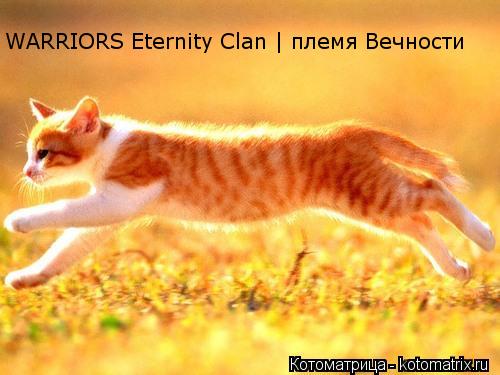 Котоматрица: WARRIORS Eternity Clan | племя Вечности