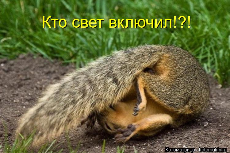 Кто свет включил!?!... Котоматрица: Кто свет включил!?!