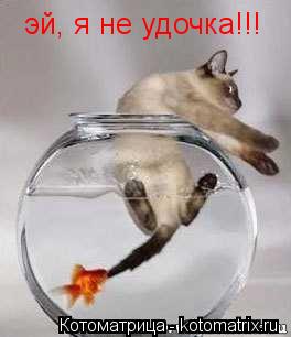Котоматрица: эй, я не удочка!!!
