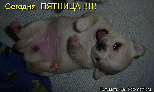 Сегодня ПЯТНИЦА !!!!!... Котоматрица: Сегодня ПЯТНИЦА !!!!!