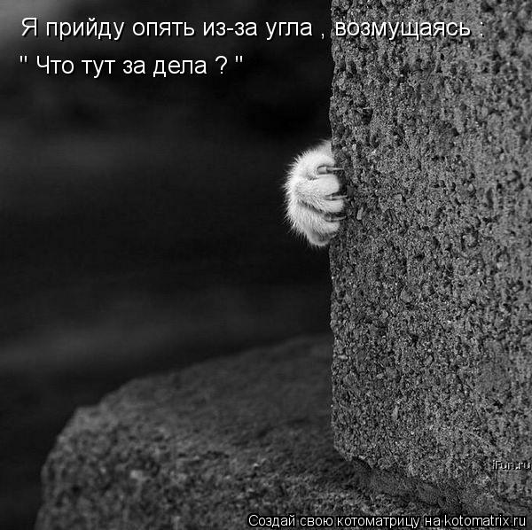 Котоматрица: Я прийду опять из-за угла , возмущаясь : " Что тут за дела ? "