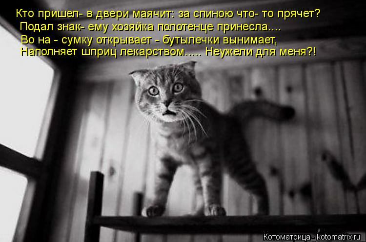 Котоматрица: Кто пришел- в двери маячит: за спиною что- то прячет? Подал знак- ему хозяйка полотенце принесла.... Во на - сумку открывает - бутылечки вынимае