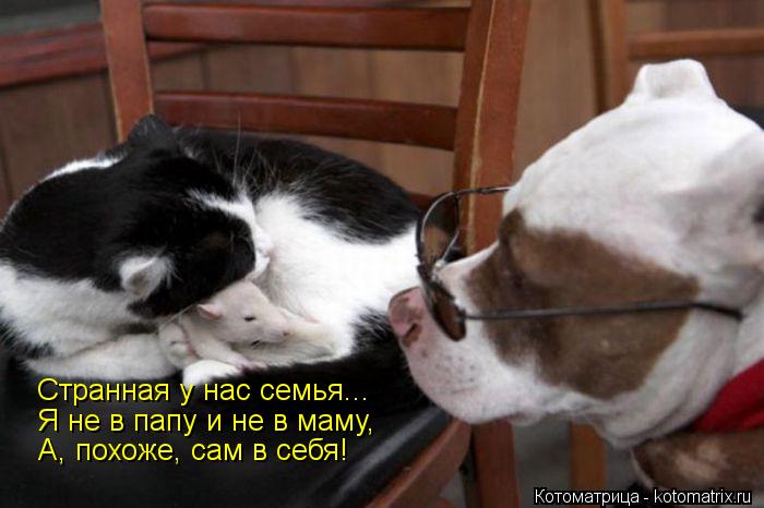 Странная у нас семья... Я не в папу и не в маму, А, похоже, сам в себя!... Котоматрица: Странная у нас семья... Я не в папу и не в маму, А, похоже, сам в себя!