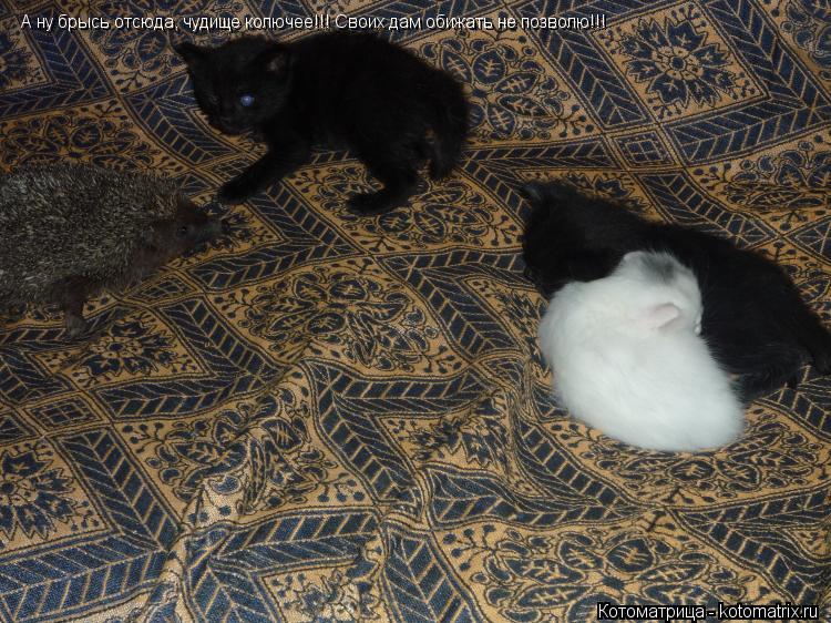 Котоматрица: А ну брысь отсюда, чудище колючее!!! Своих дам обижать не позволю!!!