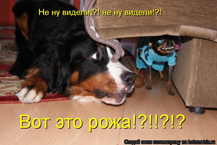 Не ну видели!?! не ну видели!?! Вот это рожа!?!!?!?... Котоматрица: Не ну видели!?! не ну видели!?! Вот это рожа!?!!?!?