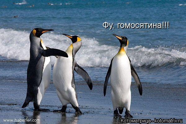 Фу, гомосятина!!!... Котоматрица: Фу, гомосятина!!!