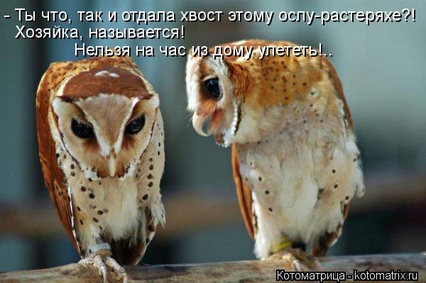 - Ты что, так и отдала хвост этому ослу-растеряхе?! Хозяйка, называется! Нельзя на час из дому улете... Котоматрица: - Ты что, так и отдала хвост этому ослу-растеряхе?! Хозяйка, называется! Нельзя на час из дому улететь!..